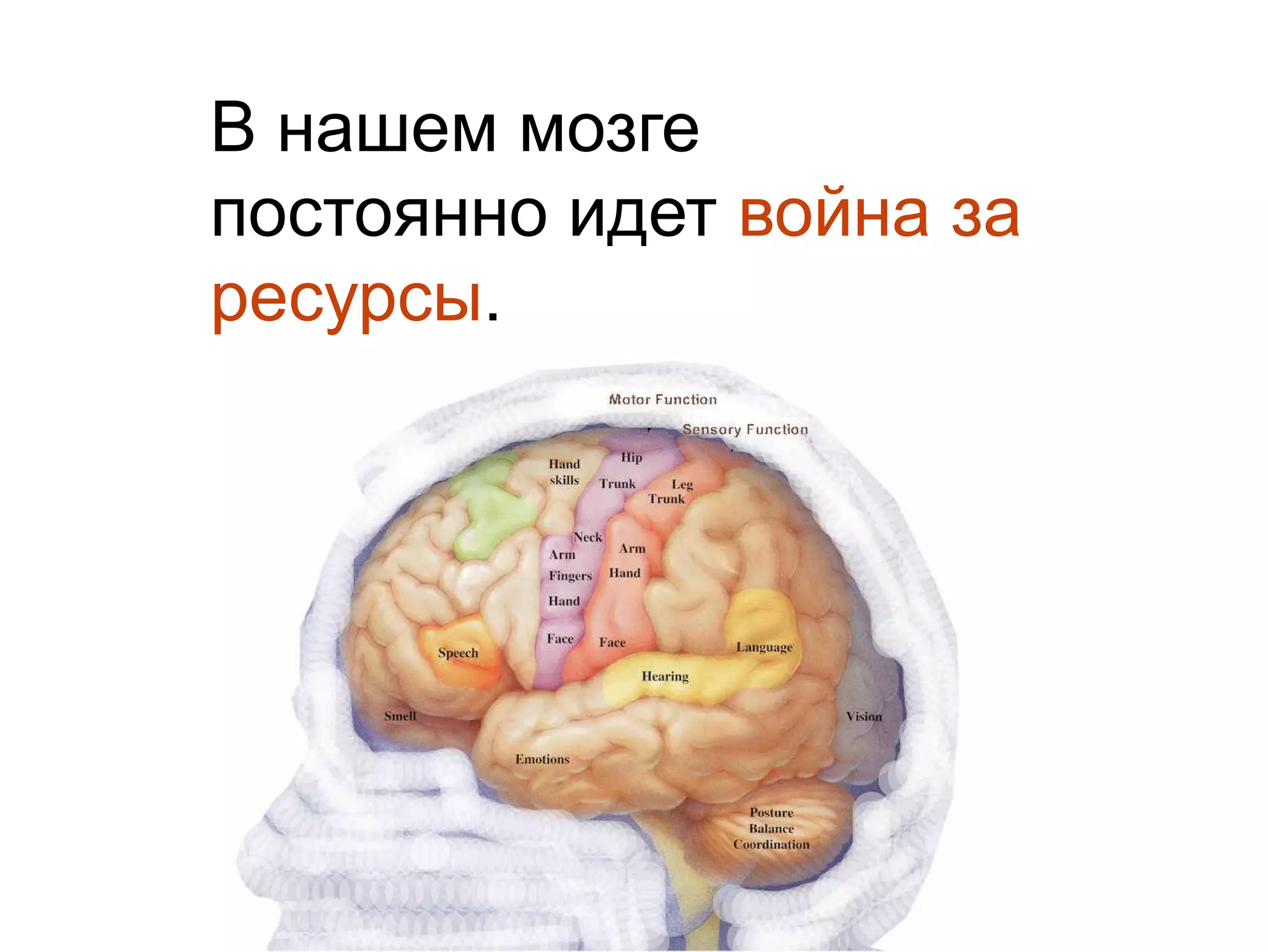 В нашем мозге постоянно идет война за ресурсы.