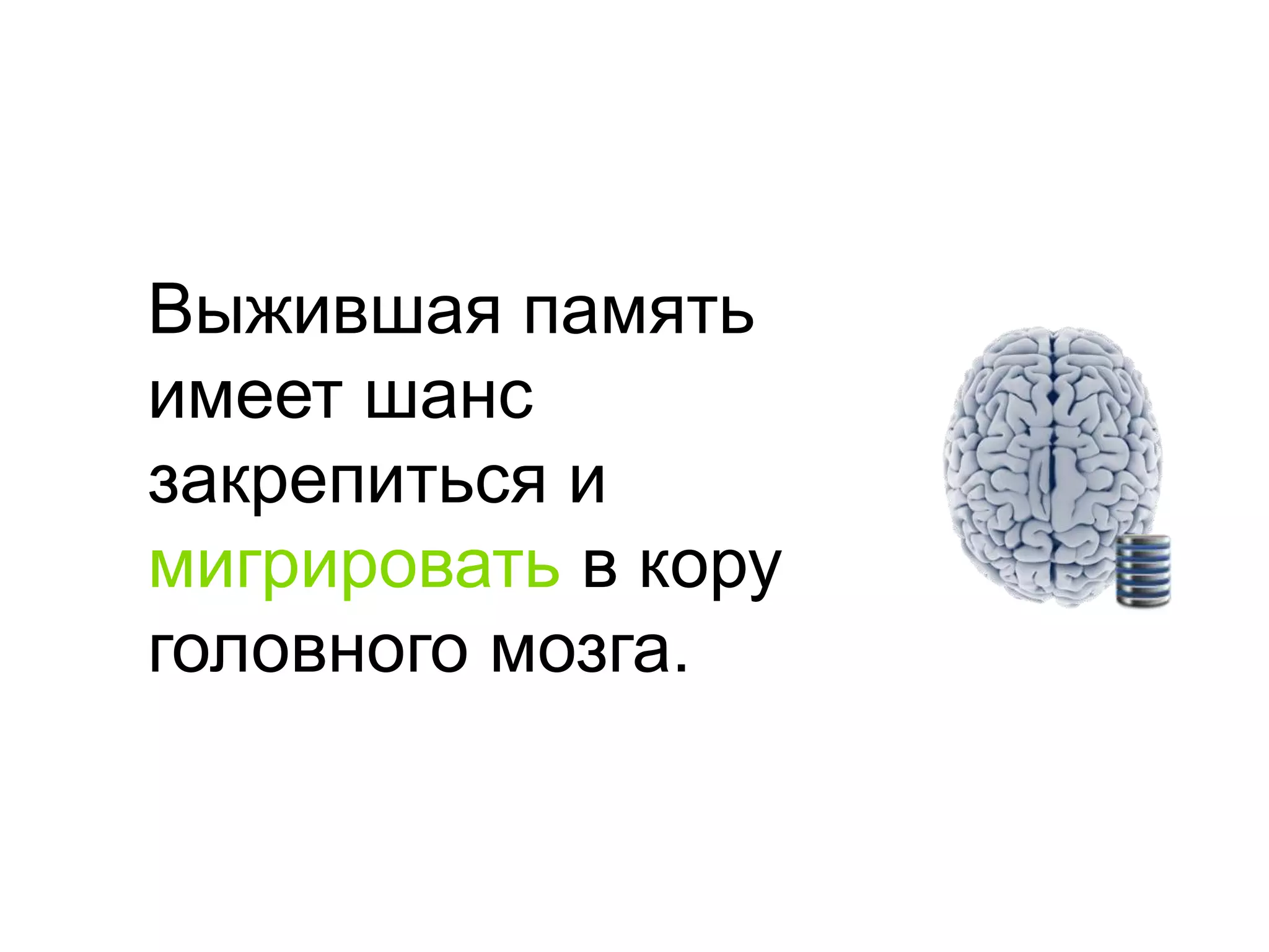 Выжившая память имеет шанс закрепиться и мигрироватьв кору головного мозга.