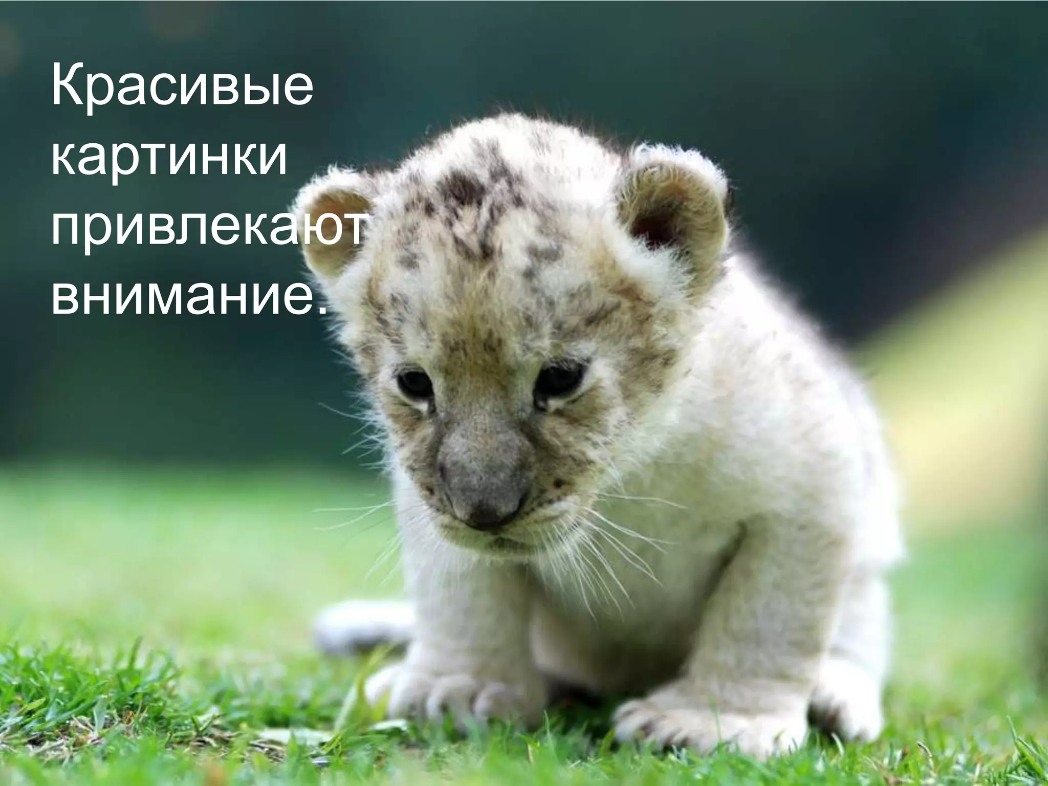 Красивые картинки привлекают внимание.