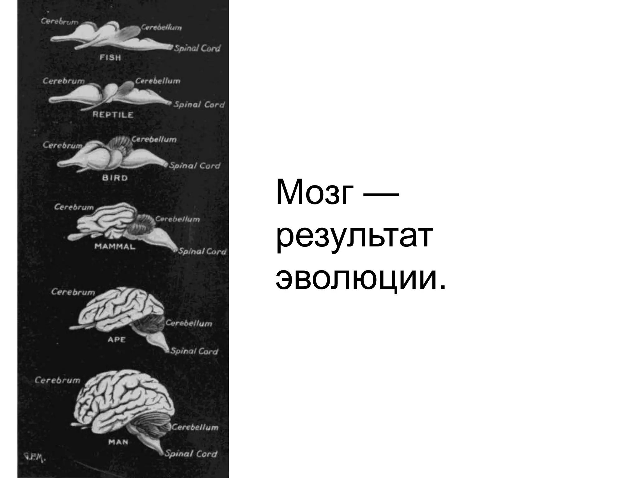 Мозг —результатэволюции.