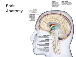 Brain
Anatomy
 