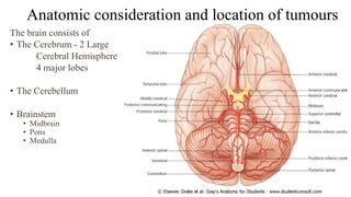 Anatomic consideration and location of tumours
The brain consists of
• The Cerebrum - 2 Large
Cerebral Hemisphere
4 major lobes
• The Cerebellum
• Brainstem
• Midbrain
• Pons
• Medulla
 