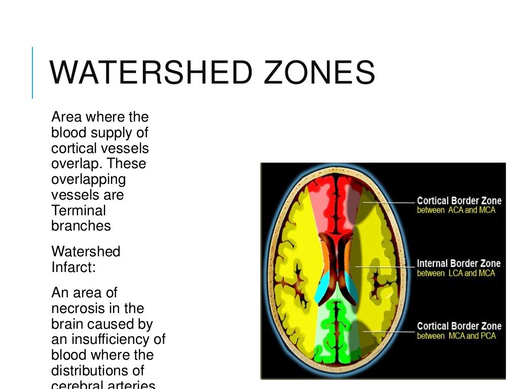 Brain vascular anatomy with MRA and MRI correlation