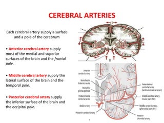 CEREBRAL ARTERIES
Each cerebral artery supply a surface
and a pole of the cerebrum
• Anterior cerebral artery supply
most of the medial and superior
surfaces of the brain and the frontal
pole.
• Middle cerebral artery supply the
lateral surface of the brain and the
temporal pole.
• Posterior cerebral artery supply
the inferior surface of the brain and
the occipital pole.
 