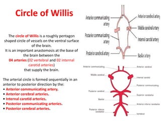 Circle of Willis
The circle of Willis is a roughly pentagon
shaped circle of vessels on the ventral surface
of the brain.
It is an important anastomosis at the base of
the brain between the
04 arteries (02 vertebral and 02 internal
carotid arteries)
that supply the brain.
The arterial circle is formed sequentially in an
anterior to posterior direction by the:
• Anterior communicating artery.
• Anterior cerebral arteries.
• Internal carotid arteries.
• Posterior communicating arteries.
• Posterior cerebral arteries.
 