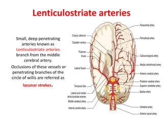 Lenticulostriate arteries
Small, deep penetrating
arteries known as
Lenticulostriate arteries
branch from the middle
cerebral artery.
Occlusions of these vessels or
penetrating branches of the
circle of willis are referred as
lacunar strokes.
 