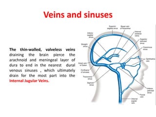 Veins and sinuses
The thin-walled, valveless veins
draining the brain pierce the
arachnoid and meningeal layer of
dura to end in the nearest dural
venous sinuses , which ultimately
drain for the most part into the
Internal Jugular Veins.
 