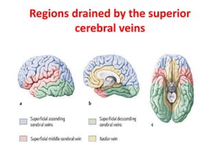 Regions drained by the superior
cerebral veins
 