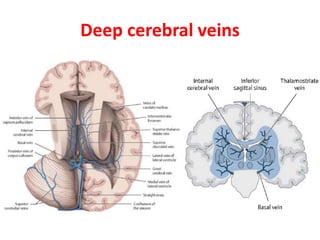Deep cerebral veins
 