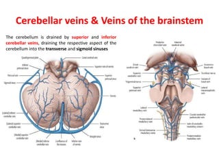 Cerebellar veins & Veins of the brainstem
The cerebellum is drained by superior and inferior
cerebellar veins, draining the respective aspect of the
cerebellum into the transverse and sigmoid sinuses
 