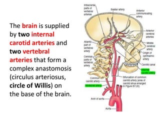 The brain is supplied
by two internal
carotid arteries and
two vertebral
arteries that form a
complex anastomosis
(circulus arteriosus,
circle of Willis) on
the base of the brain.
 