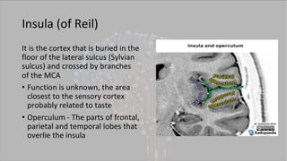 Brain _ Ventricles anantomy of radiology presentation .pdf
