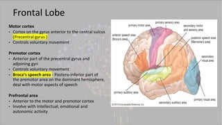 Brain _ Ventricles anantomy of radiology presentation .pdf