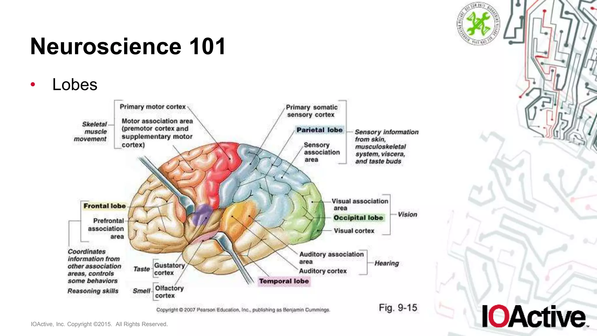 IOActive, Inc. Copyright ©2015. All Rights Reserved.
Neuroscience 101
• Lobes
 