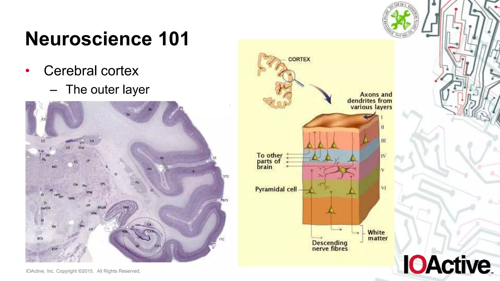 IOActive, Inc. Copyright ©2015. All Rights Reserved.
Neuroscience 101
• Cerebral cortex
– The outer layer
 