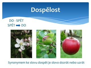 Dospělost
 DO - SPĚT
SPĚT     DO




Synonymem ke slovu dospět je slovo dozrát nebo uzrát
 