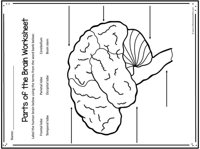 brain worksheets.pdf