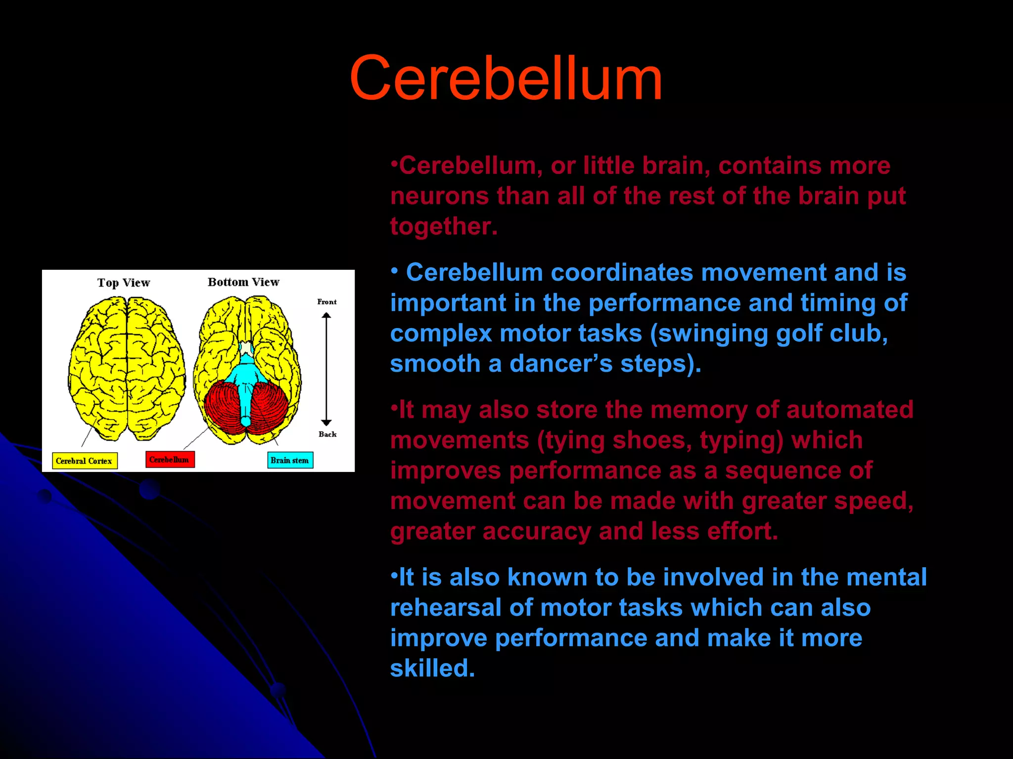 CerebellumCerebellum
•Cerebellum, or little brain, contains more
neurons than all of the rest of the brain put
together.
• Cerebellum coordinates movement and is
important in the performance and timing of
complex motor tasks (swinging golf club,
smooth a dancer’s steps).
•It may also store the memory of automated
movements (tying shoes, typing) which
improves performance as a sequence of
movement can be made with greater speed,
greater accuracy and less effort.
•It is also known to be involved in the mental
rehearsal of motor tasks which can also
improve performance and make it more
skilled.
 