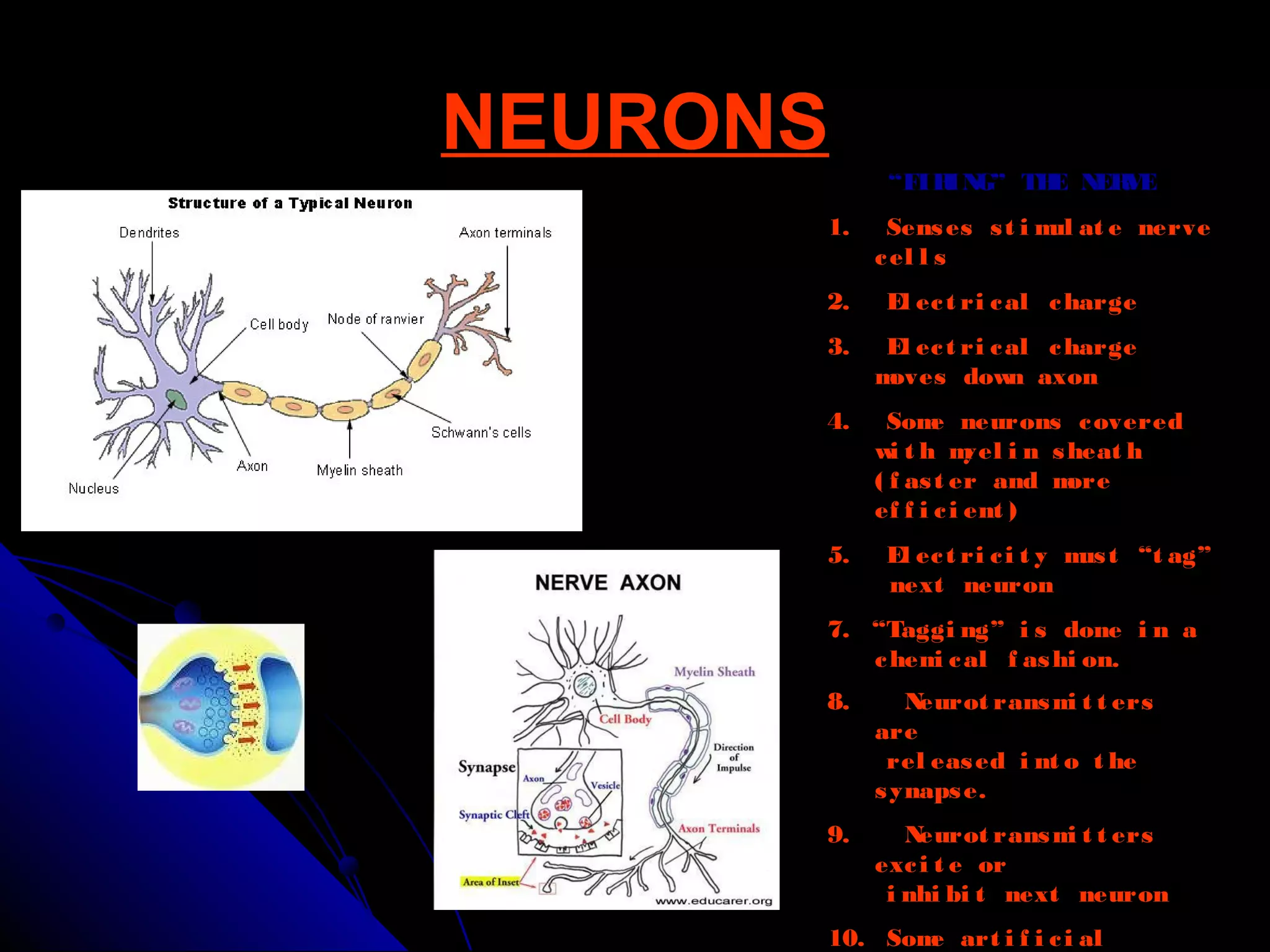 NEURONSNEURONS
“FIRING” THE NERVE
1. Senses st i mul at e nerve
cel l s
2. El ect ri cal charge
3. El ect ri cal charge
moves down axon
4. Some neurons covered
wi t h myel i n sheat h
( f ast er and more
ef f i ci ent )
5. El ect ri ci t y must “t ag”
next neuron
7. “Taggi ng” i s done i n a
chemi cal f ashi on.
8. Neurot ransmi t t ers
are
rel eased i nt o t he
synapse.
9. Neurot ransmi t t ers
exci t e or
i nhi bi t next neuron
10. Some art i f i ci al
 