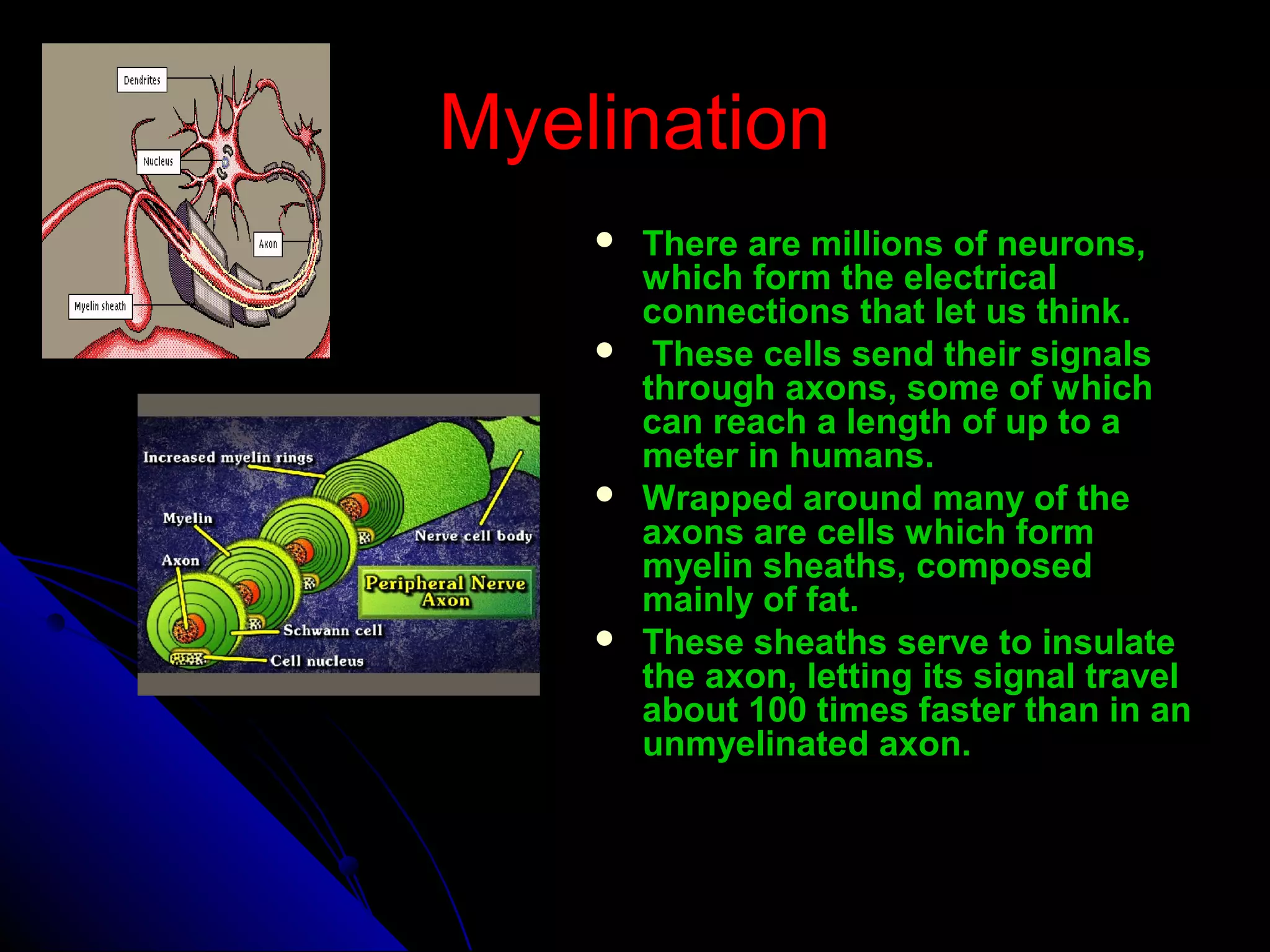 MyelinationMyelination
 There are millions of neurons,There are millions of neurons,
which form the electricalwhich form the electrical
connections that let us think.connections that let us think.
 These cells send their signalsThese cells send their signals
through axons, some of whichthrough axons, some of which
can reach a length of up to acan reach a length of up to a
meter in humans.meter in humans.
 Wrapped around many of theWrapped around many of the
axons are cells which formaxons are cells which form
myelin sheaths, composedmyelin sheaths, composed
mainly of fat.mainly of fat.
 These sheaths serve to insulateThese sheaths serve to insulate
the axon, letting its signal travelthe axon, letting its signal travel
about 100 times faster than in anabout 100 times faster than in an
unmyelinated axon.unmyelinated axon.
 