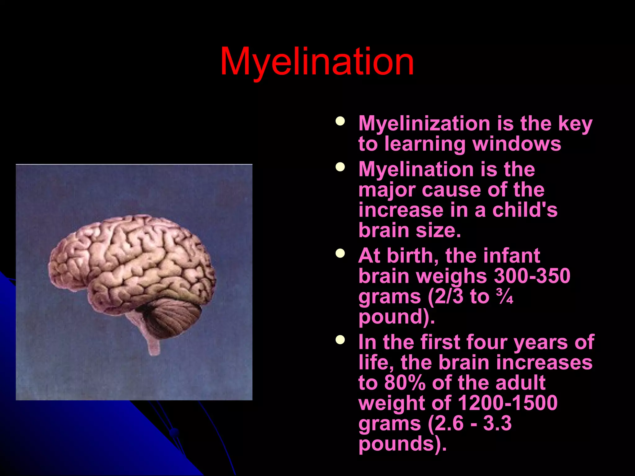 MyelinationMyelination
 Myelinization is the keyMyelinization is the key
to learning windowsto learning windows
 Myelination is theMyelination is the
major cause of themajor cause of the
increase in a child'sincrease in a child's
brain size.brain size.
 At birth, the infantAt birth, the infant
brain weighs 300-350brain weighs 300-350
grams (2/3 to ¾grams (2/3 to ¾
pound).pound).
 In the first four years ofIn the first four years of
life, the brain increaseslife, the brain increases
to 80% of the adultto 80% of the adult
weight of 1200-1500weight of 1200-1500
grams (2.6 - 3.3grams (2.6 - 3.3
pounds).pounds).
 