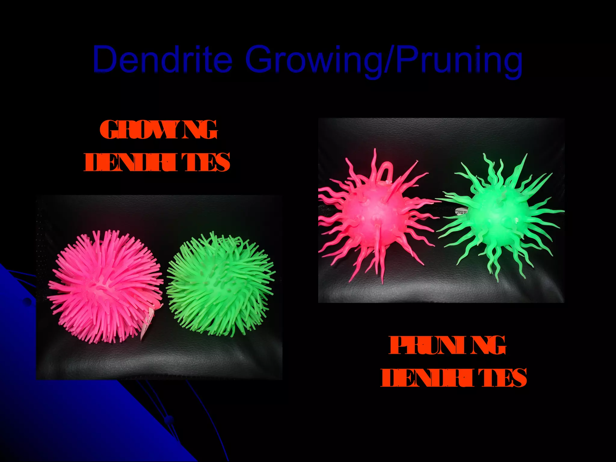 Dendrite Growing/PruningDendrite Growing/Pruning
GROWING
DENDRITES
PRUNING
DENDRITES
 