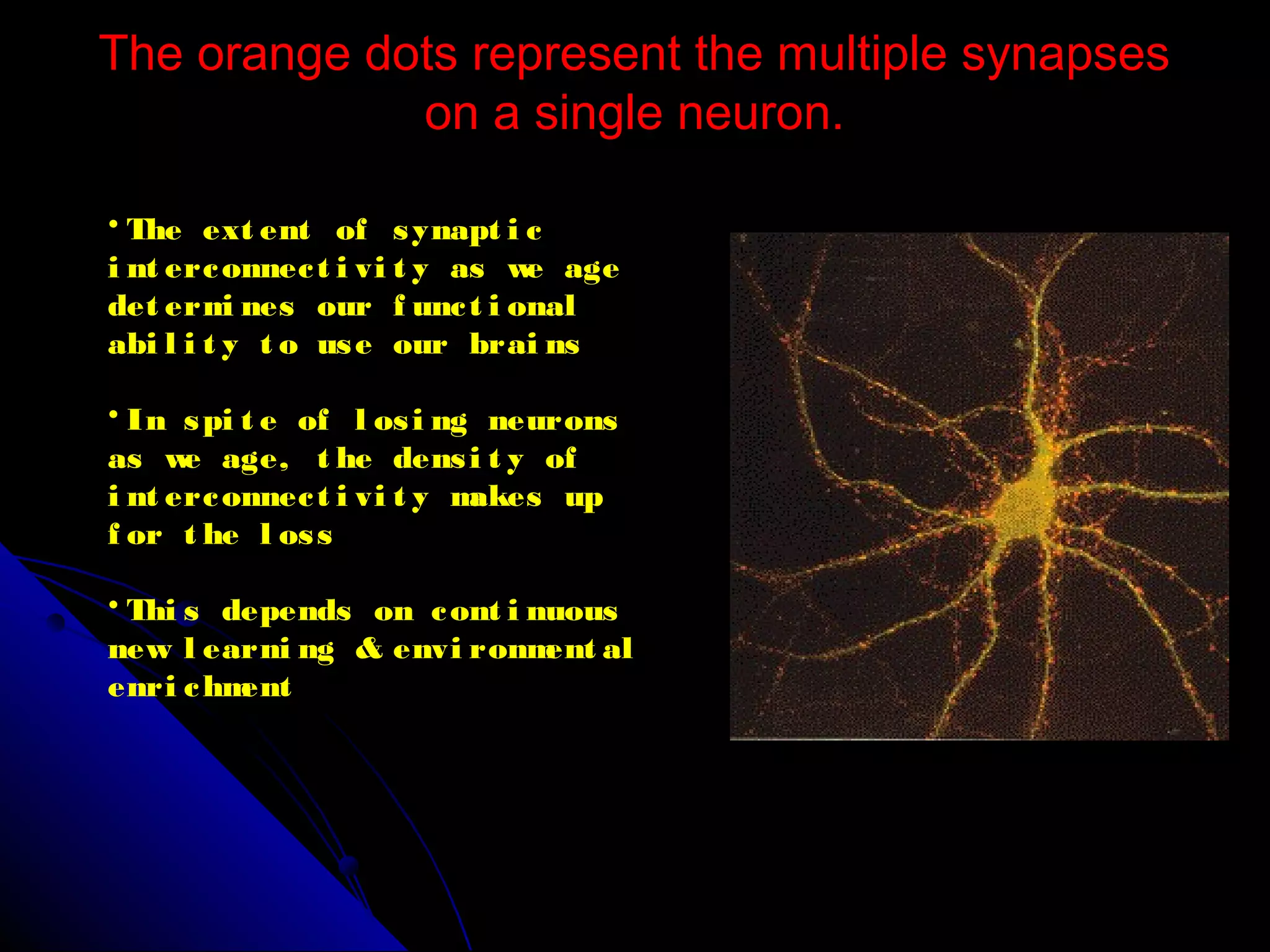 The orange dots represent the multiple synapsesThe orange dots represent the multiple synapses
on a single neuron.on a single neuron.
• The ext ent of synapt i c
i nt erconnect i vi t y as we age
det ermi nes our f unct i onal
abi l i t y t o use our brai ns
• In spi t e of l osi ng neurons
as we age, t he densi t y of
i nt erconnect i vi t y makes up
f or t he l oss
• Thi s depends on cont i nuous
new l earni ng & envi ronment al
enri chment
 