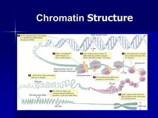 Chromatin Structure
 