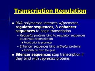 Transcription Regulation
   RNA polymerase interacts w/promoter,
    regulator sequences, & enhancer
    sequences to begin transcription
    – Regulator proteins bind to regulator sequences
      to activate transcription
          Found prior to promoter
    – Enhancer sequences bind activator proteins
          Typically far from the gene
   Silencer sequences stop transcription if
    they bind with repressor proteins
 
