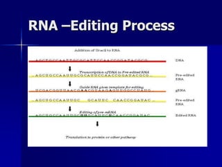 RNA –Editing Process
 