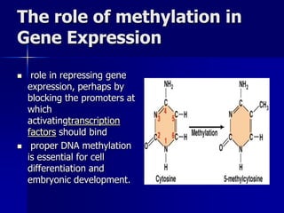 The role of methylation in
Gene Expression

    role in repressing gene
    expression, perhaps by
    blocking the promoters at
    which
    activatingtranscription
    factors should bind
    proper DNA methylation
    is essential for cell
    differentiation and
    embryonic development.
 