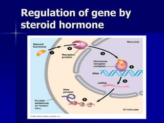 Regulation of gene by
steroid hormone
 