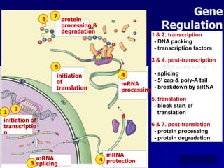 7                                             Gene
                6       protein
                        processing &
                        degradation
                                                             Regulation
                                                         1 & 2. transcription
                                                          - DNA packing
                                                          - transcription factors

                                                        3 & 4. post-transcription
                    5                                    - mRNA processing
                    initiation                4          - splicing
                    of                                   - 5’ cap & poly-A tail
                                              mRNA
                    translation               processing
                                                         - breakdown by siRNA

                                                         5. translation
                                                          - block start of
     2
1                                                           translation
initiation of
transcriptio                                             6 & 7. post-translation
n                                                         - protein processing
                                                          - protein degradation


                                         mRNA
            mRNA                       4 protection
          3 splicing
 