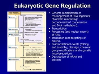 Eukaryotic Gene Regulation
            Genome (amplification or
             rearrangement of DNA segments,
             chromatin remodeling:
             decondensation/ condensation
             and DNA methylation).
            Transcription.
            Processing (and nuclear export)
             of RNA.
            Translation (and targeting) of
             protein.
            Posttranslational events (folding
             and assembly, cleavage, chemical
             group modifications and organelle
             import/secretion).
            Degradation of mRNA and
             proteins
 