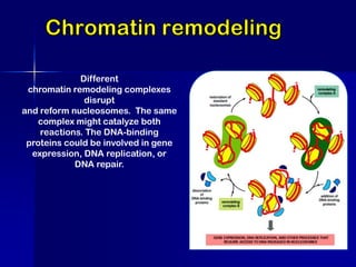 Different
 chromatin remodeling complexes
              disrupt
and reform nucleosomes. The same
   complex might catalyze both
    reactions. The DNA-binding
 proteins could be involved in gene
  expression, DNA replication, or
            DNA repair.
 