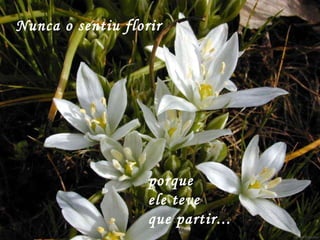 Nunca o sentiu florir  porque  ele teve  que partir...  