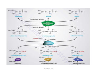Branched chain amino acid metabolism | PPT