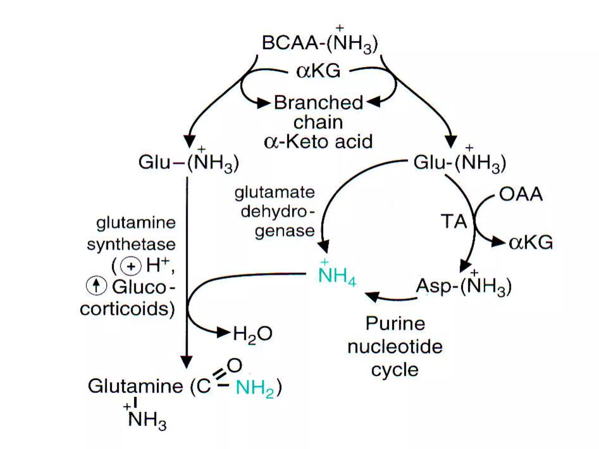 Branched chain aminoacids | PPTX
