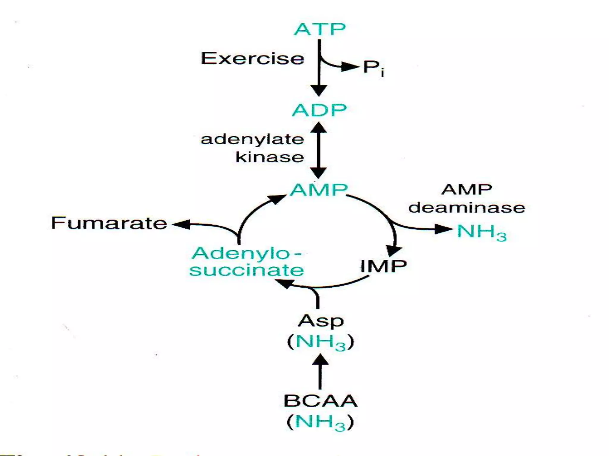 Branched chain aminoacids | PPTX