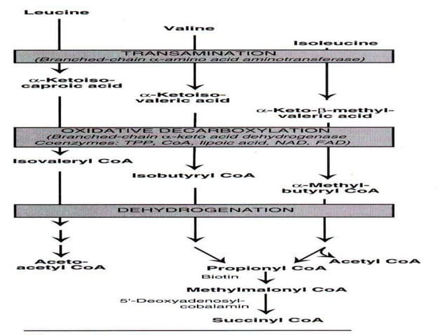 Branched chain aminoacids | PPTX