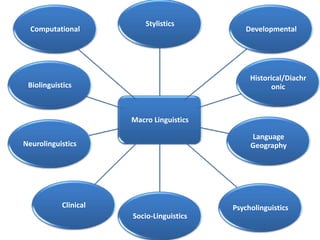 Branches of linguistics