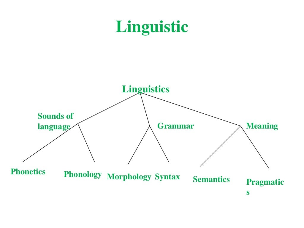 Branches of linguistics