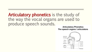 Articulatory phonetics is the study of
the way the vocal organs are used to
produce speech sounds.
 