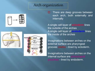Branchial arches 2020 | PPTX