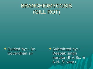 BRANCHIOMYCOSISBRANCHIOMYCOSIS
(GILL ROT)(GILL ROT)
 Guided by:- Dr.Guided by:- Dr.
Goverdhan sirGoverdhan sir
 Submitted by:-Submitted by:-
Deepak singhDeepak singh
naruka (B.V.Sc. &naruka (B.V.Sc. &
A.H. 3A.H. 3rdrd
year)year)
 