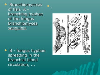 Branchiomycosis in fish by deepak | PPT