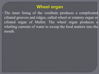  The inner lining of the vestibule produces a complicated
ciliated grooves and ridges, called wheel or rotatory organ or
ciliated organ of Muller. The wheel organ produces a
whirling currents of water to sweep the food matters into the
mouth.
 