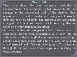  There are about 90 pairs segmental nephridia in
Branchiostoma. The nephridia, called protonephridia, are
situated on the dorsolateral wall of the pharynx. Each
nephridium is a bent vesicular sac having one horizontal
limb and one vertical limb. The nephridia are segmentally
arranged. Each sac corresponds to each primary gillbar and
opens by a nephridiopore to the atrium.
 A large number of elongated tubular flame cells or
solenocytes derived from mesodermal cells, open into the
vesicle. Each solenocyte (Podocyte) measures about 50 µm
and has a long tubular stalk with a tiny balloon-like cellbody
at the terminal end. The cell-body gives off a flagellum
through the hollow stalk which helps in eliminating the
waste products.
 
