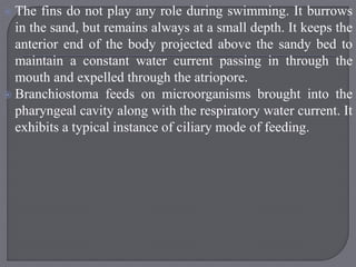  The fins do not play any role during swimming. It burrows
in the sand, but remains always at a small depth. It keeps the
anterior end of the body projected above the sandy bed to
maintain a constant water current passing in through the
mouth and expelled through the atriopore.
 Branchiostoma feeds on microorganisms brought into the
pharyngeal cavity along with the respiratory water current. It
exhibits a typical instance of ciliary mode of feeding.
 