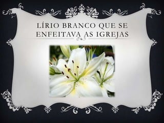 LÍRIO BRANCO QUE SE
ENFEITAVA AS IGREJAS
 